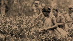 The History of Assam Tea: Remembering our Roots